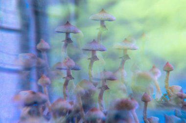 İnsan ruhunda psilosibin mantarı. Arıza efekti