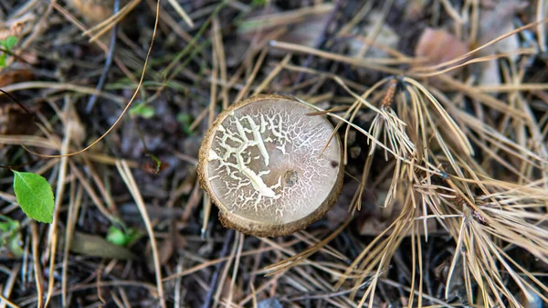 Pilze Sammeln Wald Aus Nächster Nähe — Stockfoto