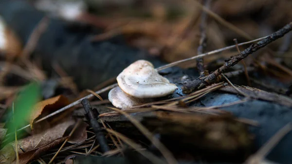 Época Colheita Cogumelos Floresta Cultura Estudar Coletar Fungos — Fotografia de Stock