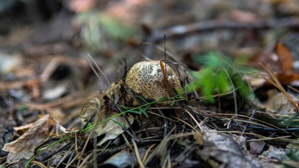 Skogssvamp Plockningssäsong Kultur För Att Studera Och Samla Svampar — Stockfoto