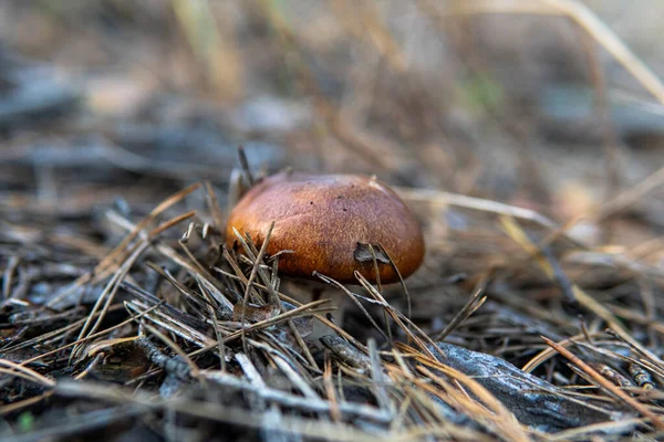 Gomba Csíráztatásához Használt Erdei Szubsztrátok Gombák Élőhelyük Fejlődésük — Stock Fotó