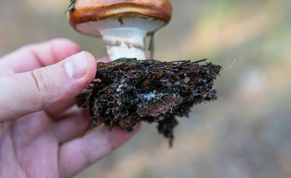 Época Colheita Cogumelos Floresta Cultura Estudar Coletar Fungos — Fotografia de Stock