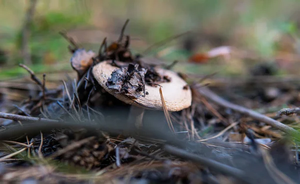 Substratos Florestais Para Germinação Cogumelos Fungos Seu Habitat Desenvolvimento — Fotografia de Stock