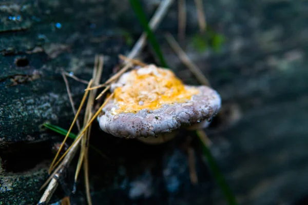 在森林中收集药用菌 药用菌 — 图库照片