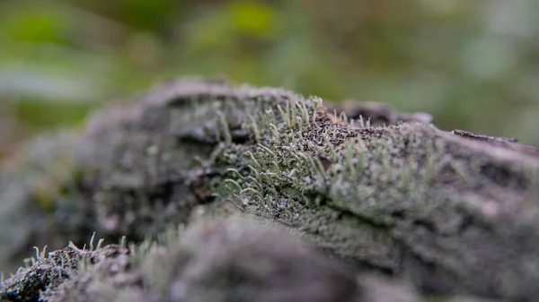 Sustratos Forestales Para Germinación Hongos Hongos Hábitat Desarrollo — Foto de Stock