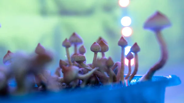 Anbau Von Psilocybin Pilzen Kultur Des Verzehrs Von Zauberpilzen Psilocybin — Stockfoto