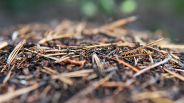 Karınca yuvalarındaki orman karıncalarının doğal yaşam alanı..