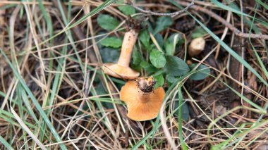 Ormanda yenilebilir mantar toplamak için sonbahar mevsimi