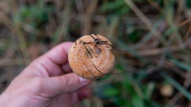 Ormanda yenilebilir mantar toplamak için sonbahar mevsimi
