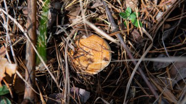 Orman mantar koleksiyonu