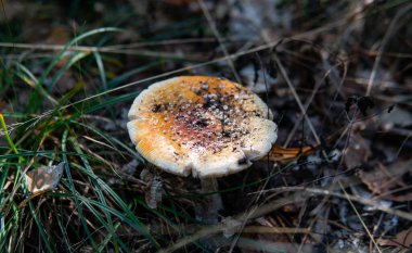 Amanda Muscaria meyve cesetlerini ormanda toplayıp kurutuyor. Mantar kullanarak psikedelik deneyim