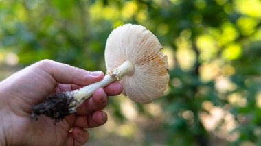 Ormanda yenilebilir mantar toplamak için sonbahar mevsimi