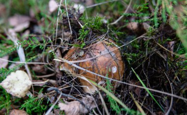 Orman mantar koleksiyonu