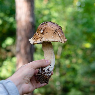 Ormanda yenilebilir mantar toplamak için sonbahar mevsimi