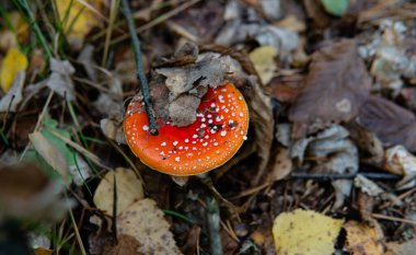 Amanda Muscaria meyve cesetlerini ormanda toplayıp kurutuyor. Mantar kullanarak psikedelik deneyim