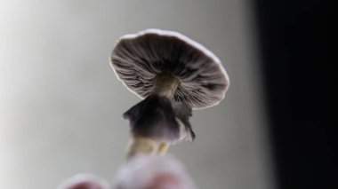 Psikedelik mantar yetiştirme, sihirli mantarların eğlence amaçlı kullanımı.