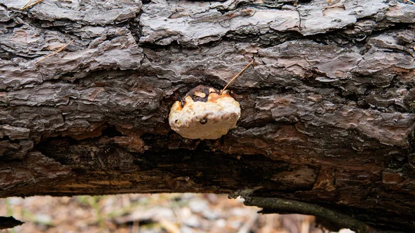 Recogida Utilización Poliporas Madera Los Bosques — Foto de Stock