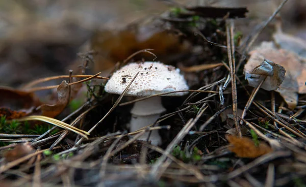 Höstsäsong För Plockning Skoglig Ätlig Svamp — Stockfoto