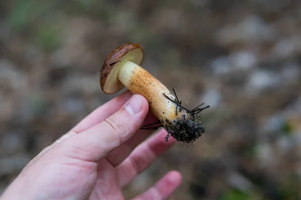 Zbiór Grzybów Leśnych — Zdjęcie stockowe