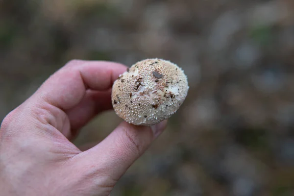 Collection Forest Mushrooms — Stock Photo, Image