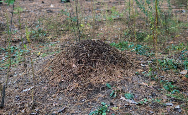 Observation Vie Développement Des Fourmis Forestières Dans Leurs Habitats Naturels — Photo