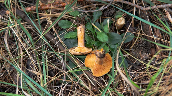 收集森林蘑菇 — 图库照片