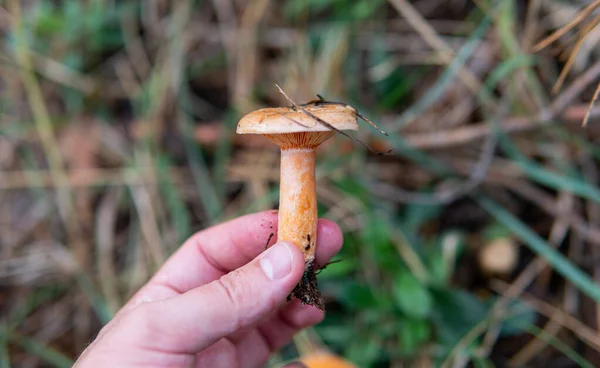 Coleção Cogumelos Florestais — Fotografia de Stock