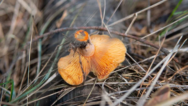 Őszi Évszak Erdei Ehető Gombák Szedésére — Stock Fotó