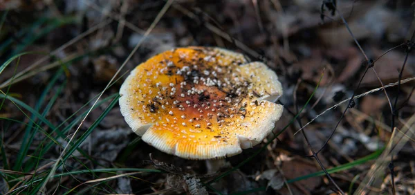 Amanda Muscaria Meyve Cesetlerini Ormanda Toplayıp Kurutuyor Mantar Kullanarak Psikedelik — Stok fotoğraf