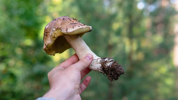 Época Outono Para Colher Cogumelos Comestíveis Floresta — Fotografia de Stock