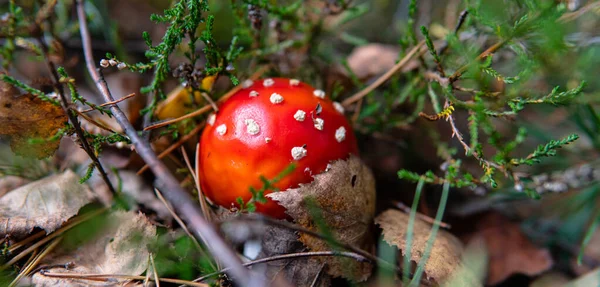 Verzameling Droging Van Vruchtlichamen Van Amanita Muscaria Bossen Psychedelische Ervaring — Stockfoto