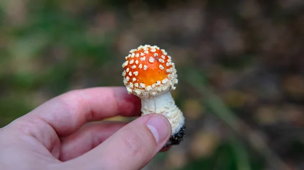 Insamling Och Torkning Amanita Muscaria Fruktkroppar Skogen Psykedelisk Erfarenhet Att — Stockfoto