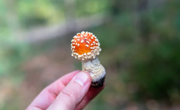 Traditional Use Psychedelic Mushrooms Culture Religions World Amanita Muscaria — Stock Photo, Image