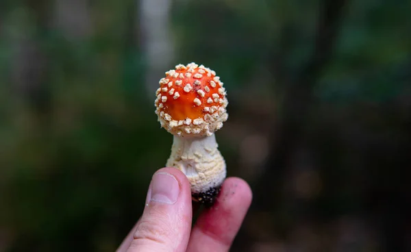 Sammlung Und Trocknung Von Amanita Muscaria Fruchtkörpern Wäldern Psychedelische Erfahrung — Stockfoto