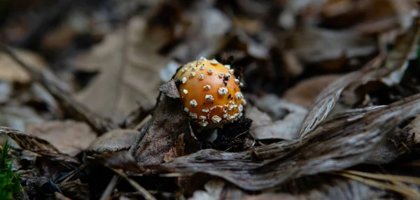 森の中のアマニタ ムスカリアの果実体の収集と乾燥 キノコを使ったサイケデリック体験 — ストック写真