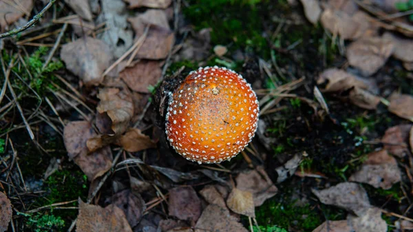 Sammlung Und Trocknung Von Amanita Muscaria Fruchtkörpern Wäldern Psychedelische Erfahrung — Stockfoto