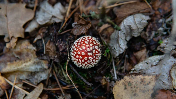 Amanda Muscaria Meyve Cesetlerini Ormanda Toplayıp Kurutuyor Mantar Kullanarak Psikedelik — Stok fotoğraf