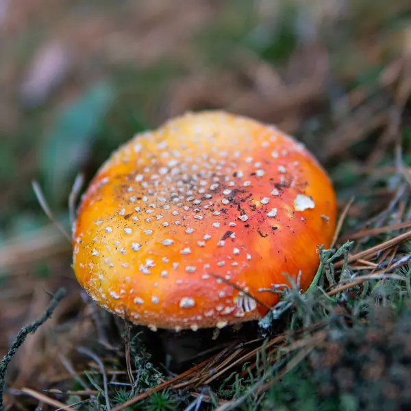 Amanda Muscaria Meyve Cesetlerini Ormanda Toplayıp Kurutuyor Mantar Kullanarak Psikedelik — Stok fotoğraf