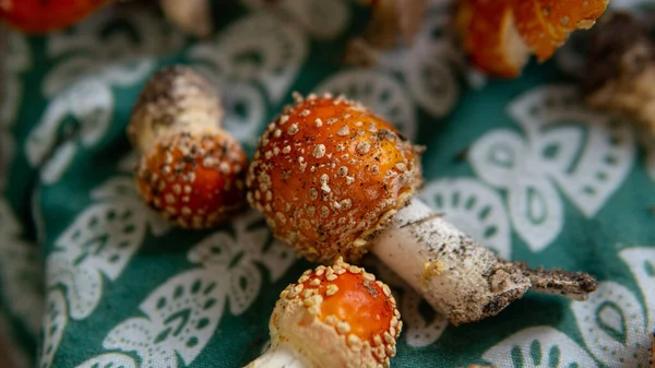 Amanda Muscaria meyve cesetlerini ormanda toplayıp kurutuyor. Mantar kullanarak psikedelik deneyim