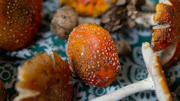 Sammlung Und Trocknung Von Amanita Muscaria Fruchtkörpern Wäldern Psychedelische Erfahrung — Stockfoto