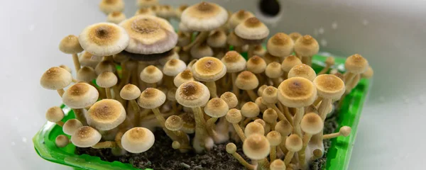 scientific research of psychedelic mushrooms in the field of mental health