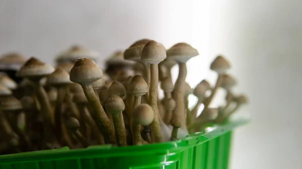 cultivation of psychedelic mushrooms, recreational use of magic mushrooms