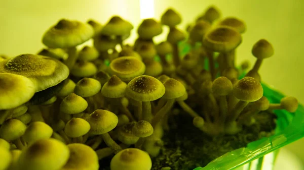 Cultivo Cogumelos Psicodélicos Uso Recreativo Cogumelos Mágicos — Fotografia de Stock