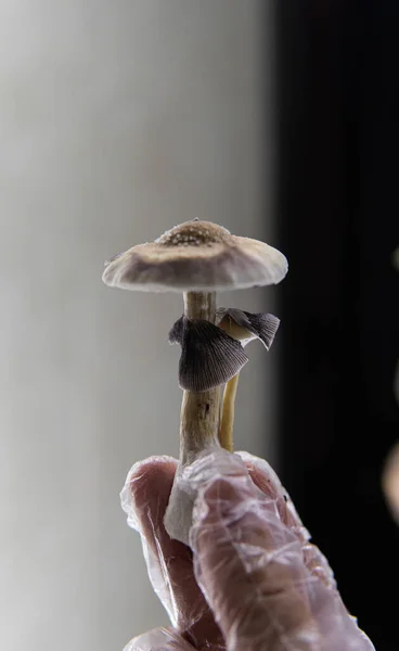 scientific research of psychedelic mushrooms in the field of mental health