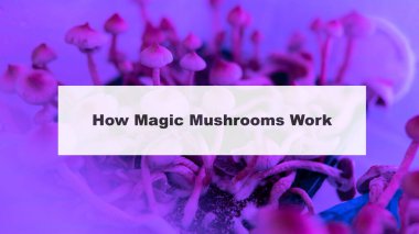 Beyaz arka planda psikedelik mantarlar. Psilosibin mantarlarının tıbbi araştırmaları