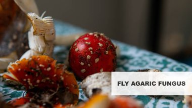 Dünya kültüründe ve dininde agarik uç. Amanita 'nın faydaları üzerine bilimsel araştırma