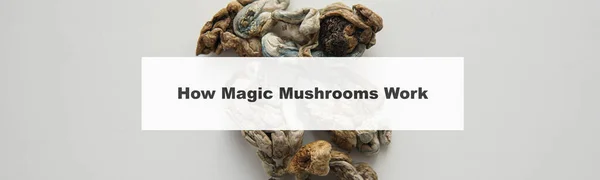how do magic mushrooms work? the mechanism of psilocybin\'s action on the human body and brain