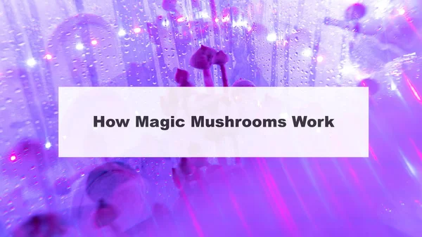 psychedelic mushrooms on a white background. Medical research of psilocybin mushrooms