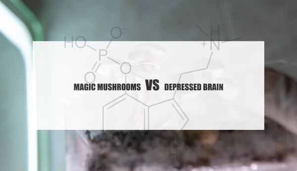 the effect of psilocybin on the mental state of a sick person. Treatment of depression with magic mushrooms