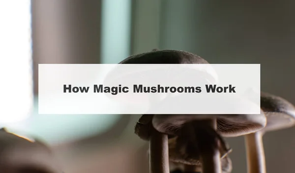 how do magic mushrooms work? the mechanism of psilocybin\'s action on the human body and brain